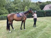 Jeune cheval 