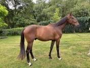 Jeune cheval 
