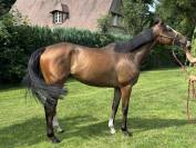 Jeune cheval 