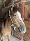 Jeune cheval 