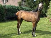Jeune cheval 
