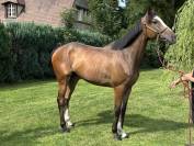 Jeune cheval 