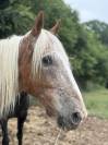 Petit cheval ONC - 10ans 