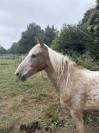 Petit cheval ONC - 10ans 