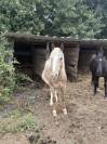 Petit cheval ONC - 10ans 