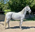 Joli hongre Lipizzan 6 ans 1m64
