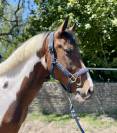 Très joli hongre 4 ans +-1m55