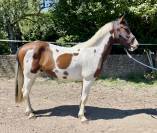 Très joli hongre 4 ans +-1m55
