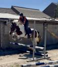 Très joli hongre 4 ans +-1m55