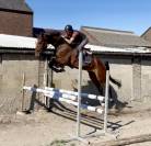 Caballo castrado KWPN Caballo de Deporte Neerlandés En venta 2019 Bayo
