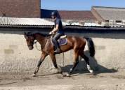Caballo castrado KWPN Caballo de Deporte Neerlandés En venta 2019 Bayo