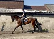 Caballo castrado KWPN Caballo de Deporte Neerlandés En venta 2019 Bayo