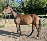 Yegua KWPN Caballo de Deporte Neerlandés En venta 2021 Bayo
