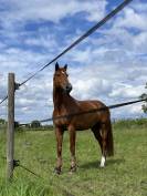 Cheval à vendre  hongre de 9ans par Un de Plus du Clocher 