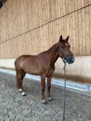 Cheval à vendre  hongre de 9ans par Un de Plus du Clocher 