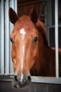 Cheval à vendre  hongre de 9ans par Un de Plus du Clocher 