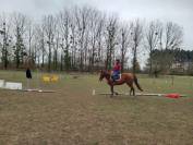 Jument OC Quarter horse
