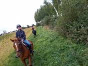 Jument OC Quarter horse