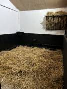 Écurie Eden horse 