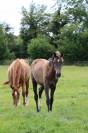 Pension chevaux 