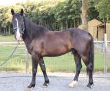 Hongre ONC – 8 ans