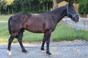 Hongre ONC – 8 ans