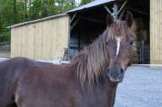 Ponnette de sport