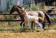 Pouliche Champagne Dun Tobiano