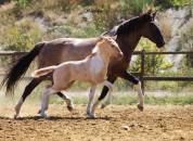 Pouliche Champagne Dun Tobiano