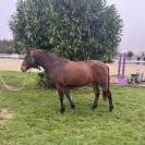 Poney Connemara 
