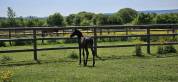 Magnifique poulain par Furstenball 