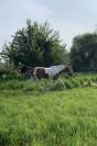 Cheval pie 