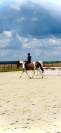 Cheval de 7 ans 