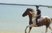 Cheval de 7 ans 