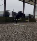 Top jeune cheval 