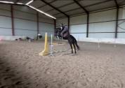 Top jeune cheval 