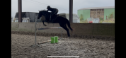 Top jeune cheval 