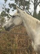 Connemara PP