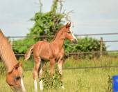 Poney pfs pp