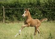 Poney pfs pp