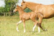 Poney pfs pp