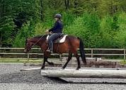 Jument polyvalente OC (Quarter x Poney D)