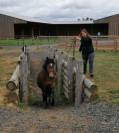 Jument polyvalente OC (Quarter x Poney D)