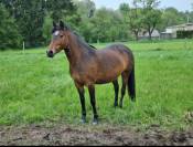 Jument polyvalente OC (Quarter x Poney D)