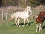poulain lusitanien plein papier palomino