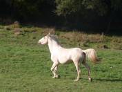 poulain lusitanien plein papier palomino