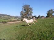 poulain lusitanien plein papier palomino