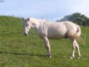 poulain lusitanien plein papier palomino