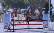 Cheval de sport 8 ans – Origines Top – Potentiel 135/14
