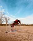 Cheval de sport 8 ans – Origines Top – Potentiel 135/14